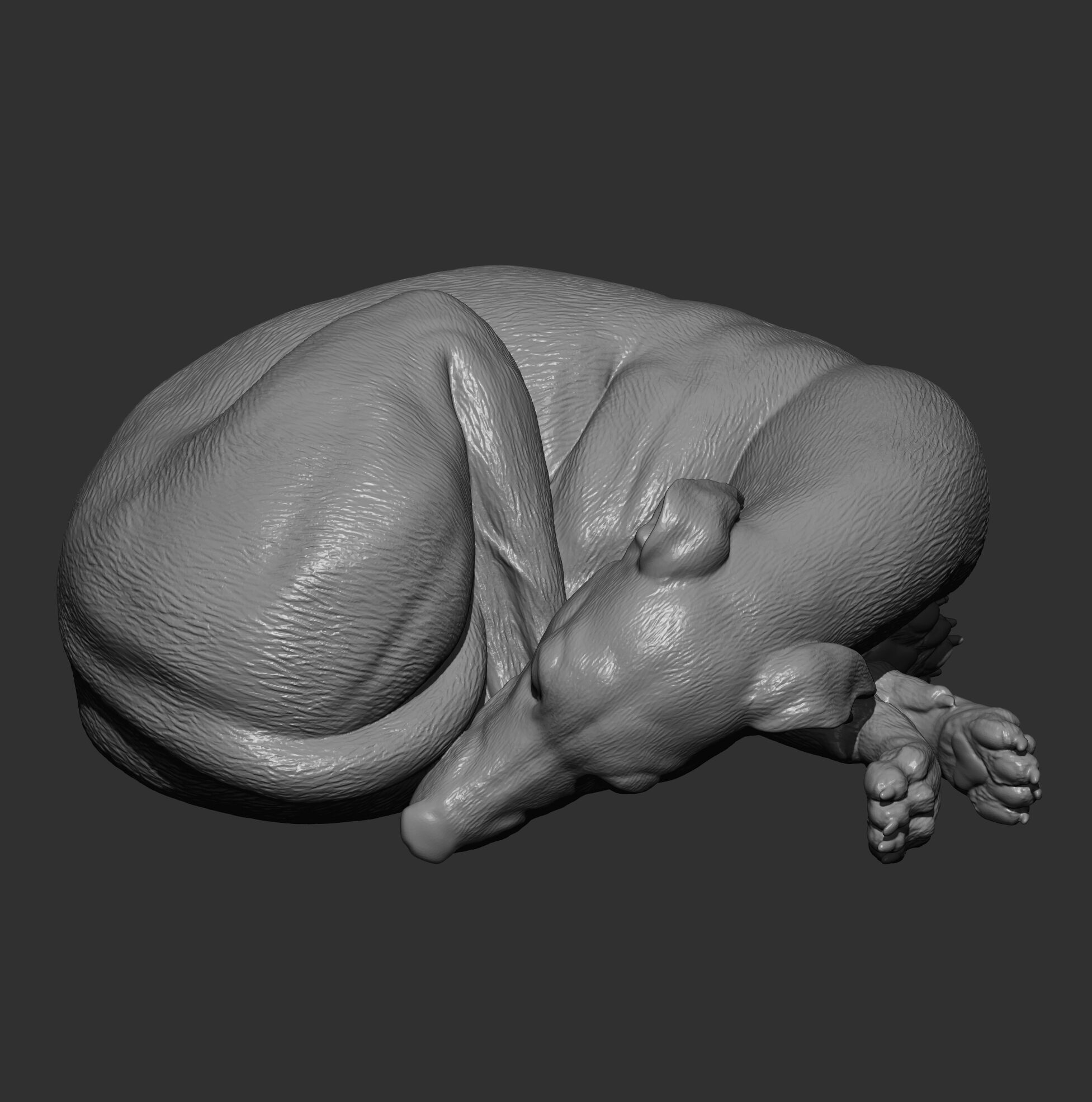 Whippet curled up asleep 3D print model_10