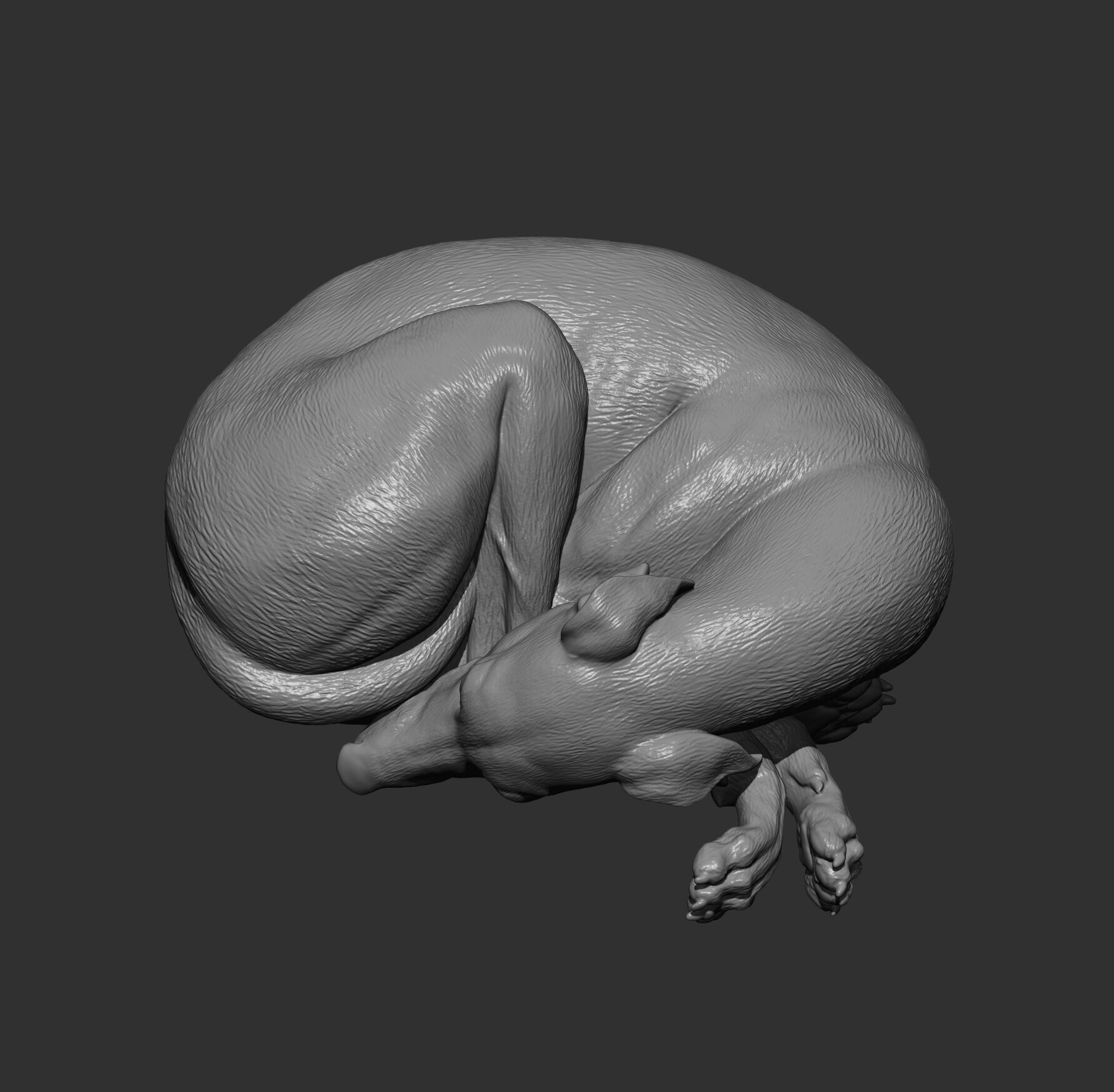 Whippet curled up asleep 3D print model_11