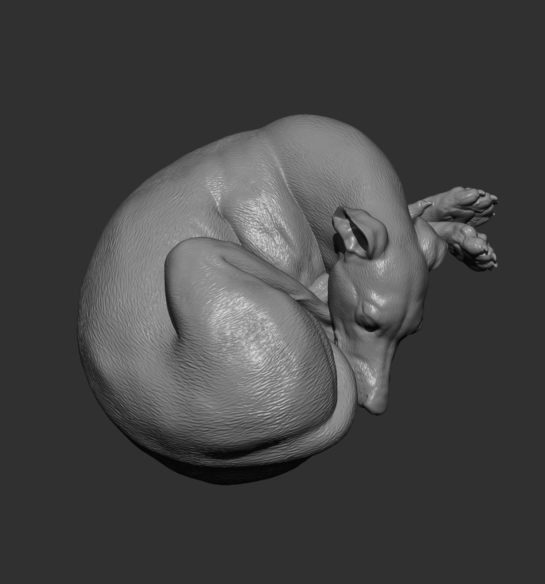 Whippet curled up asleep 3D print model_12