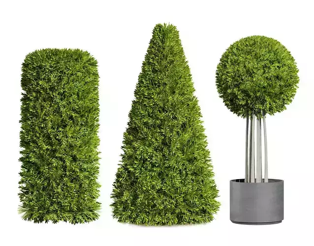 Flanders Shaped Bay Trees with Free Tutorial Low-poly 3D model