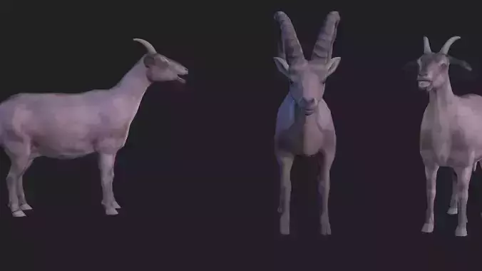 Full animation of male and female goats