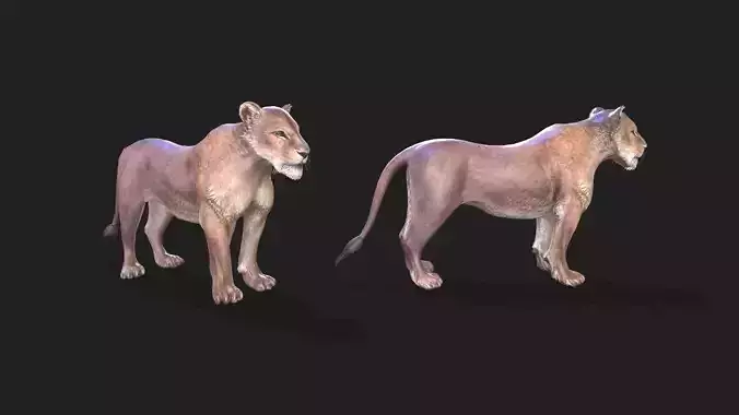 Lioness animations
