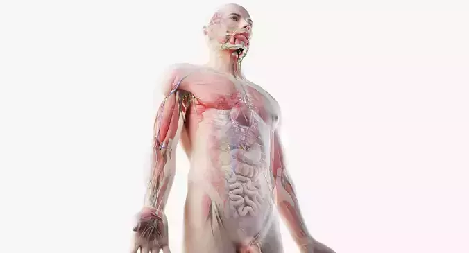 Full Male Anatomy