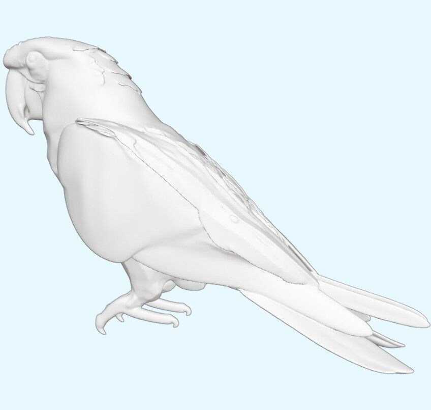 Scarlet Macaw Parrot 3D print model_8