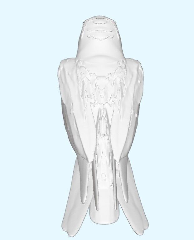 Scarlet Macaw Parrot 3D print model_10