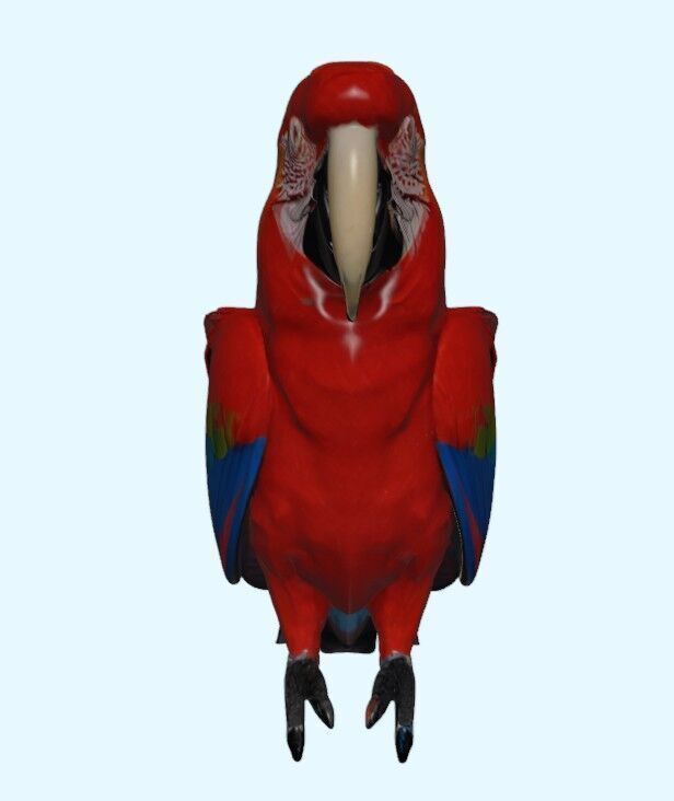 Scarlet Macaw Parrot 3D print model_3