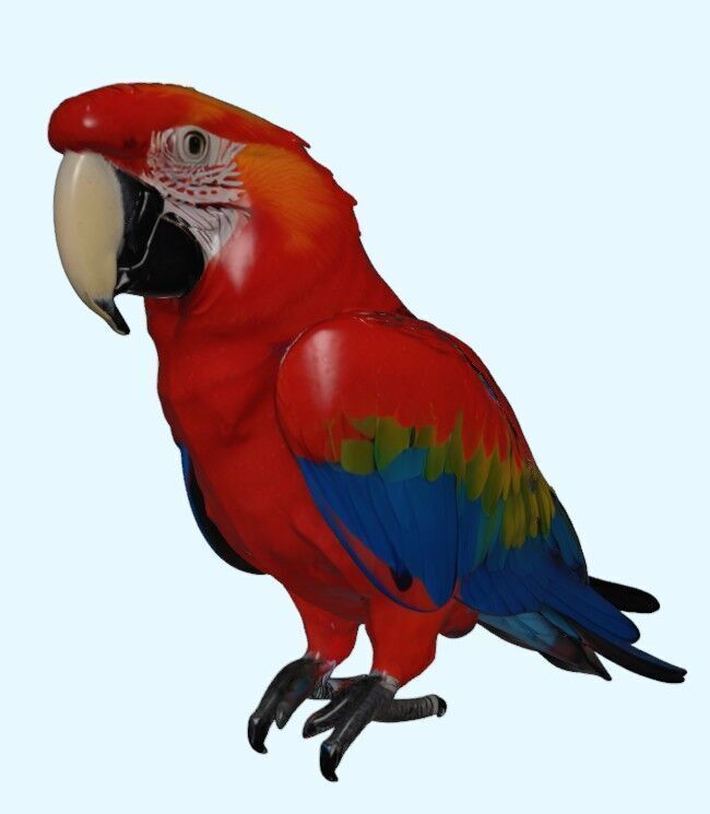 Scarlet Macaw Parrot 3D print model_5