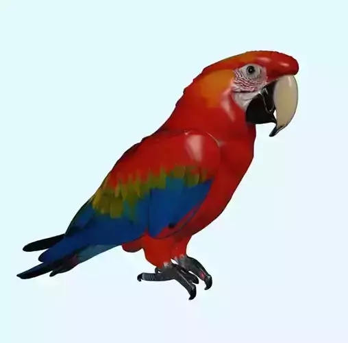 Scarlet Macaw Parrot 3D print model
