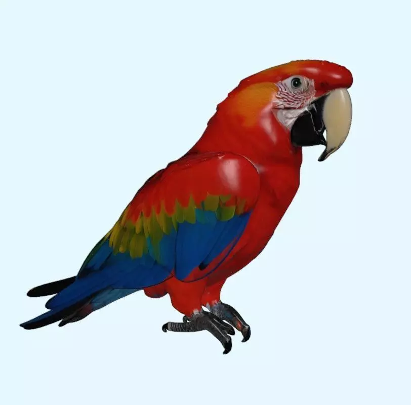 Scarlet Macaw Parrot 3D print model_0