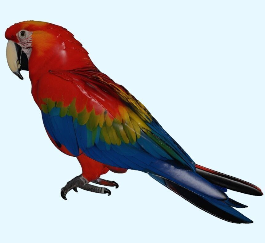 Scarlet Macaw Parrot 3D print model_7