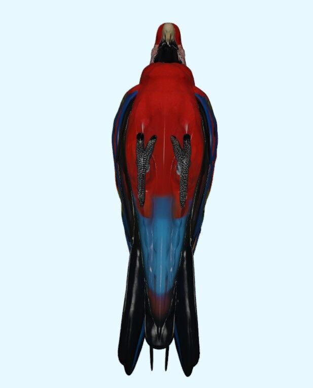 Scarlet Macaw Parrot 3D print model_14