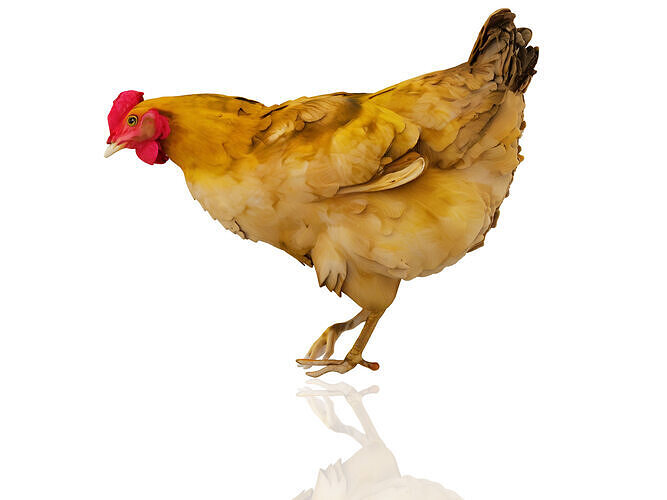 Chicken 3D model
