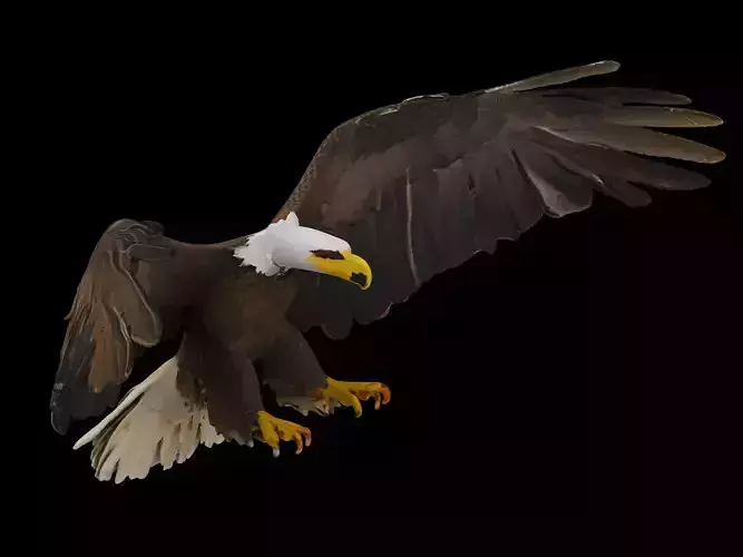 eagle