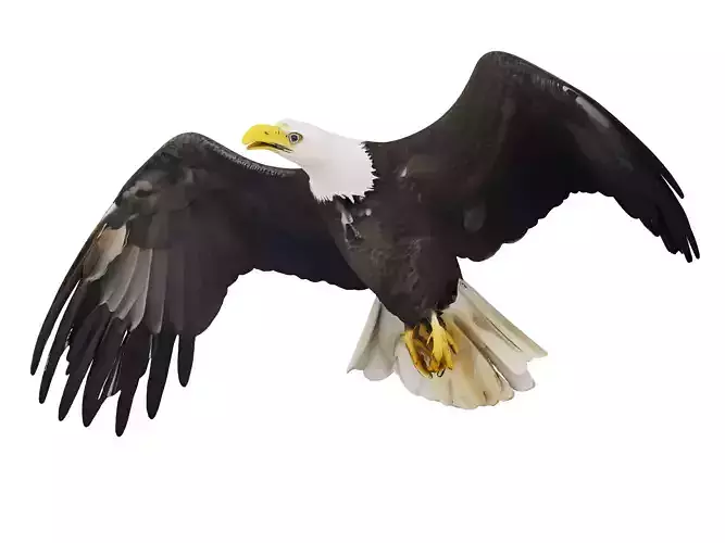 eagle 3D model