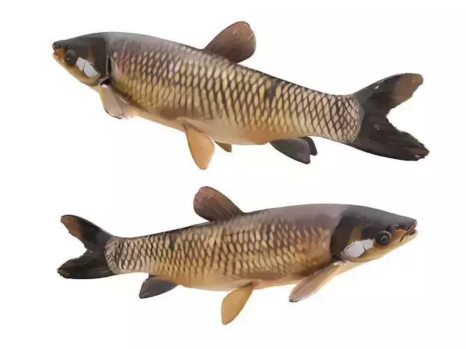 freshwater fish 3D model