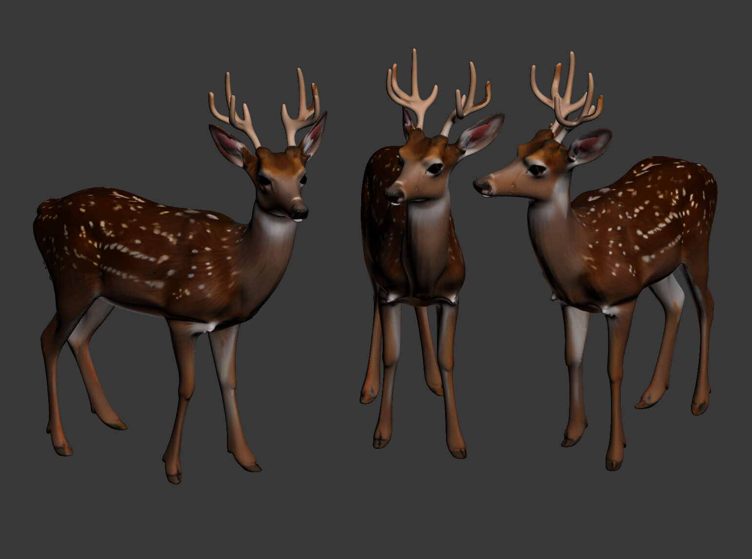sika deer 3D model_1
