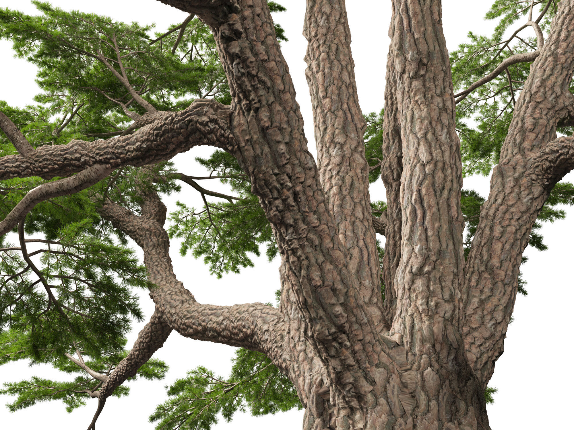 HighpolyLowPoly - Cedrus libani - Cedar of Lebanon Low-poly 3D model_3