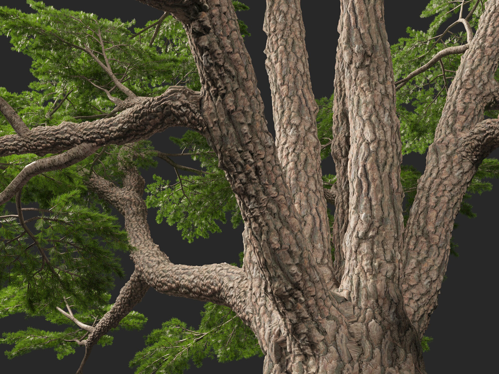 HighpolyLowPoly - Cedrus libani - Cedar of Lebanon Low-poly 3D model_4