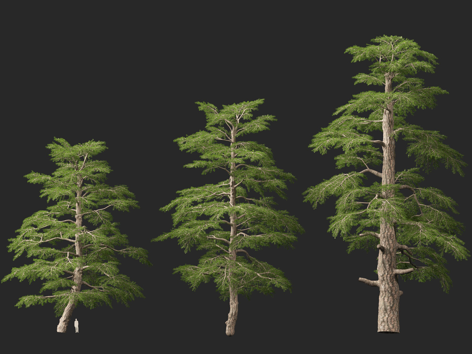 HighpolyLowPoly - Cedrus libani - Cedar of Lebanon Low-poly 3D model_7