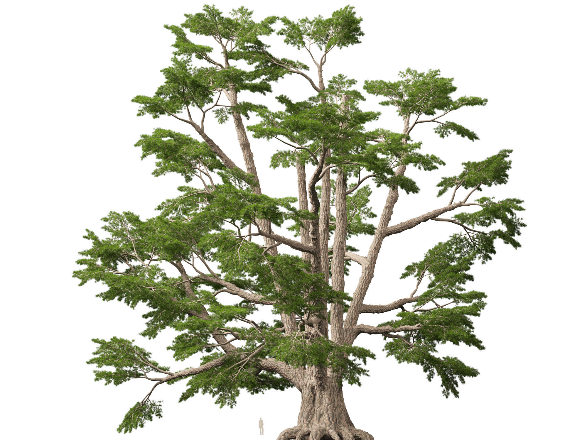 HighpolyLowPoly - Cedrus libani - Cedar of Lebanon Low-poly 3D model_8