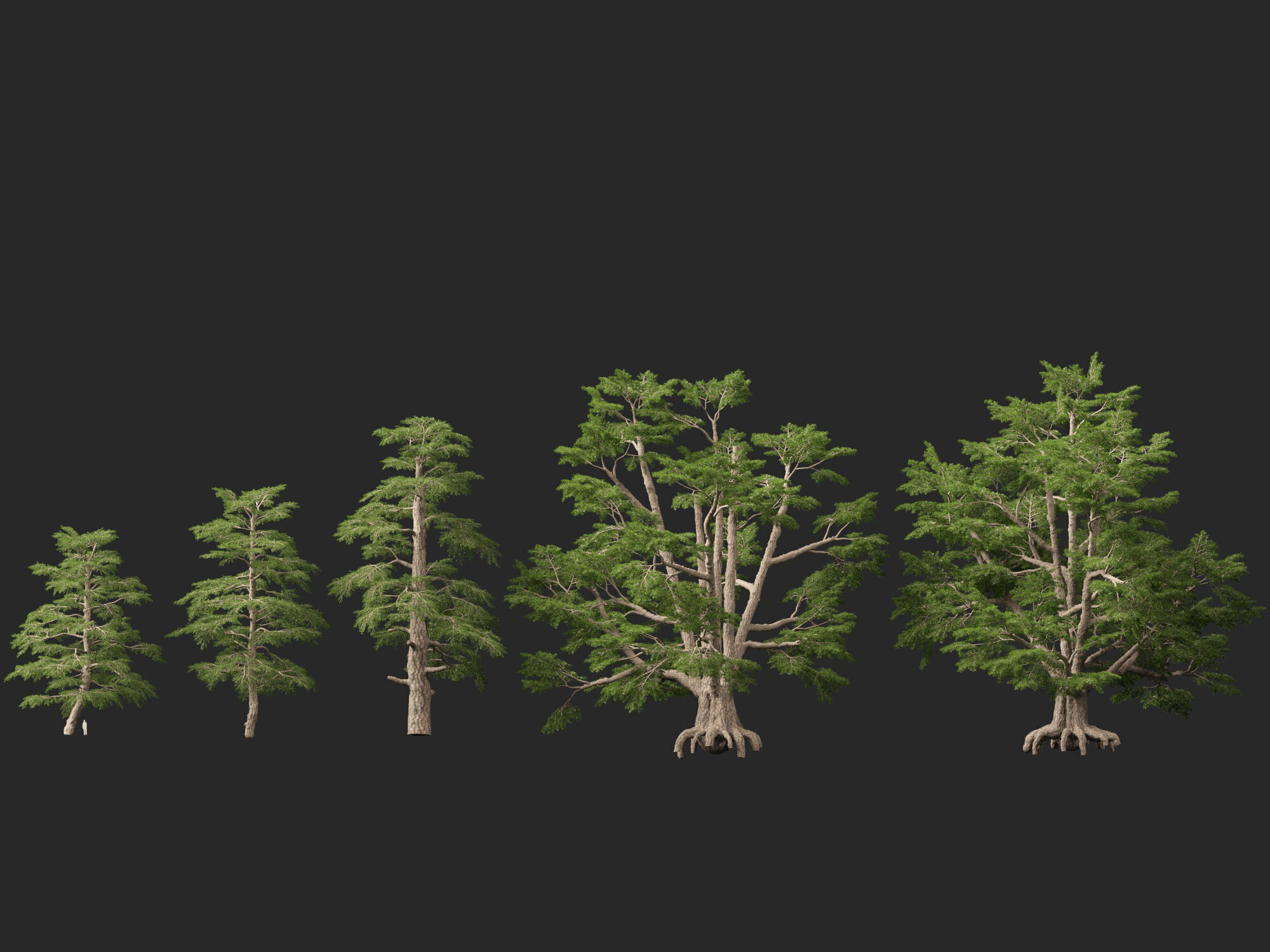 HighpolyLowPoly - Cedrus libani - Cedar of Lebanon Low-poly 3D model_5