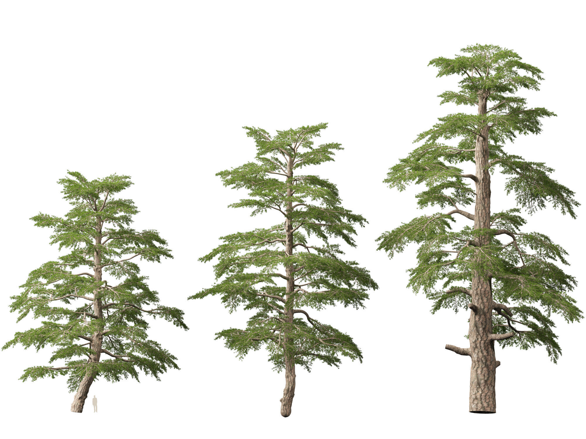 HighpolyLowPoly - Cedrus libani - Cedar of Lebanon Low-poly 3D model_6