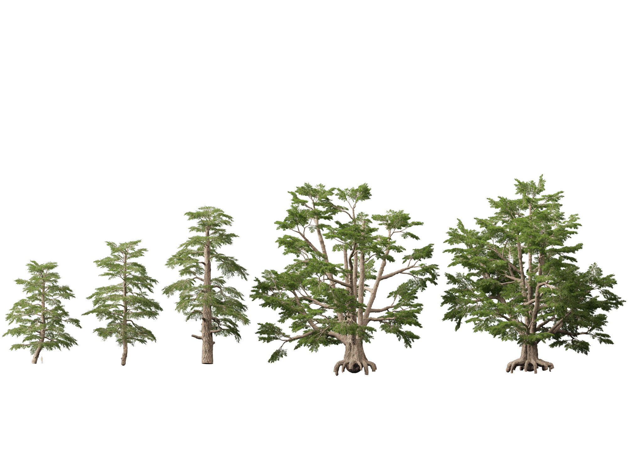 HighpolyLowPoly - Cedrus libani - Cedar of Lebanon Low-poly 3D model_1