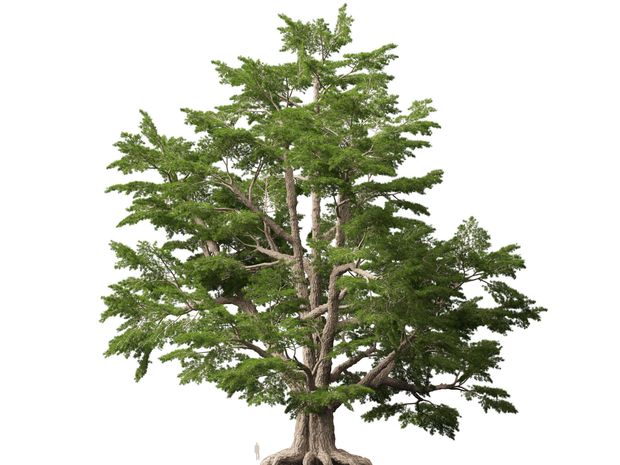 HighpolyLowPoly - Cedrus libani - Cedar of Lebanon Low-poly 3D model_10