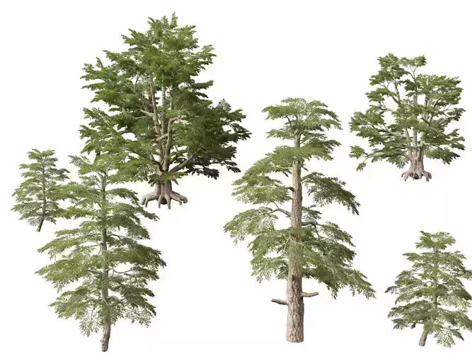 HighpolyLowPoly - Cedrus libani - Cedar of Lebanon