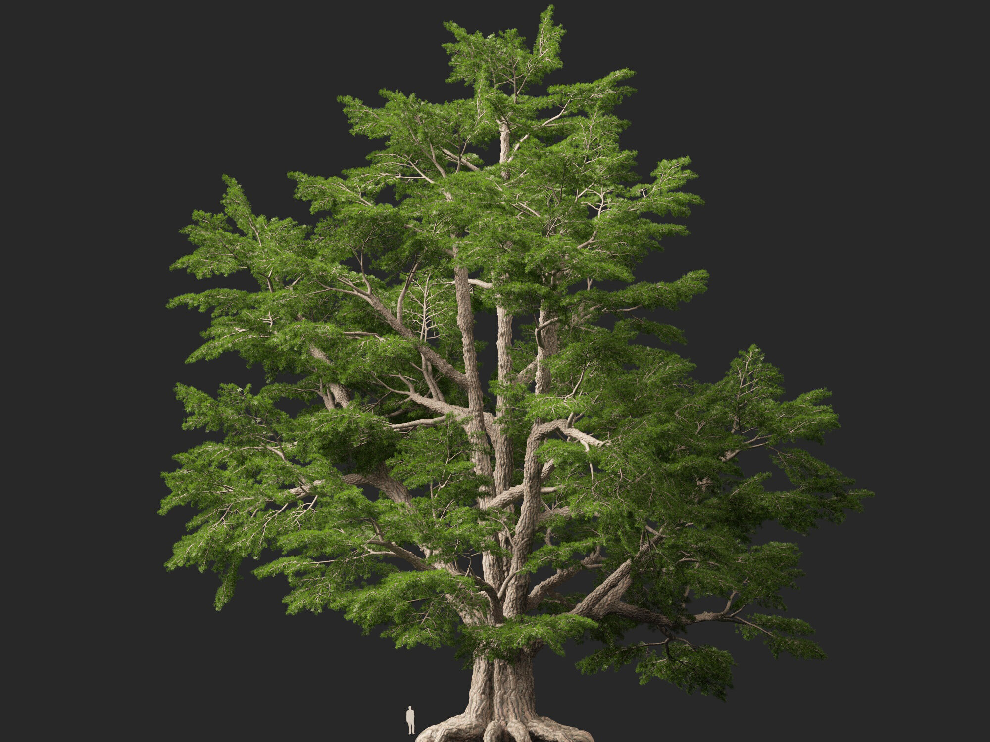 HighpolyLowPoly - Cedrus libani - Cedar of Lebanon Low-poly 3D model_11