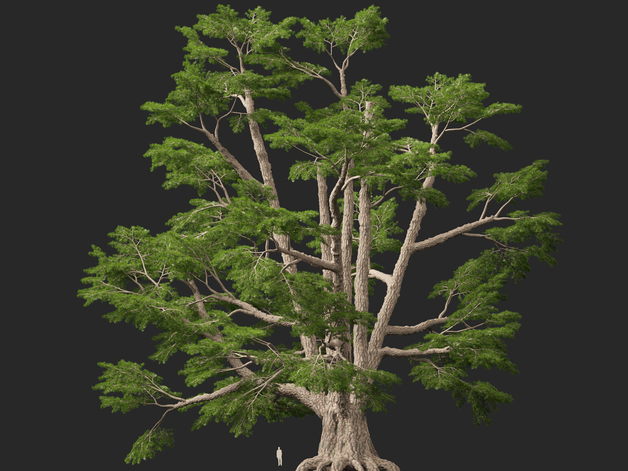 HighpolyLowPoly - Cedrus libani - Cedar of Lebanon Low-poly 3D model_9