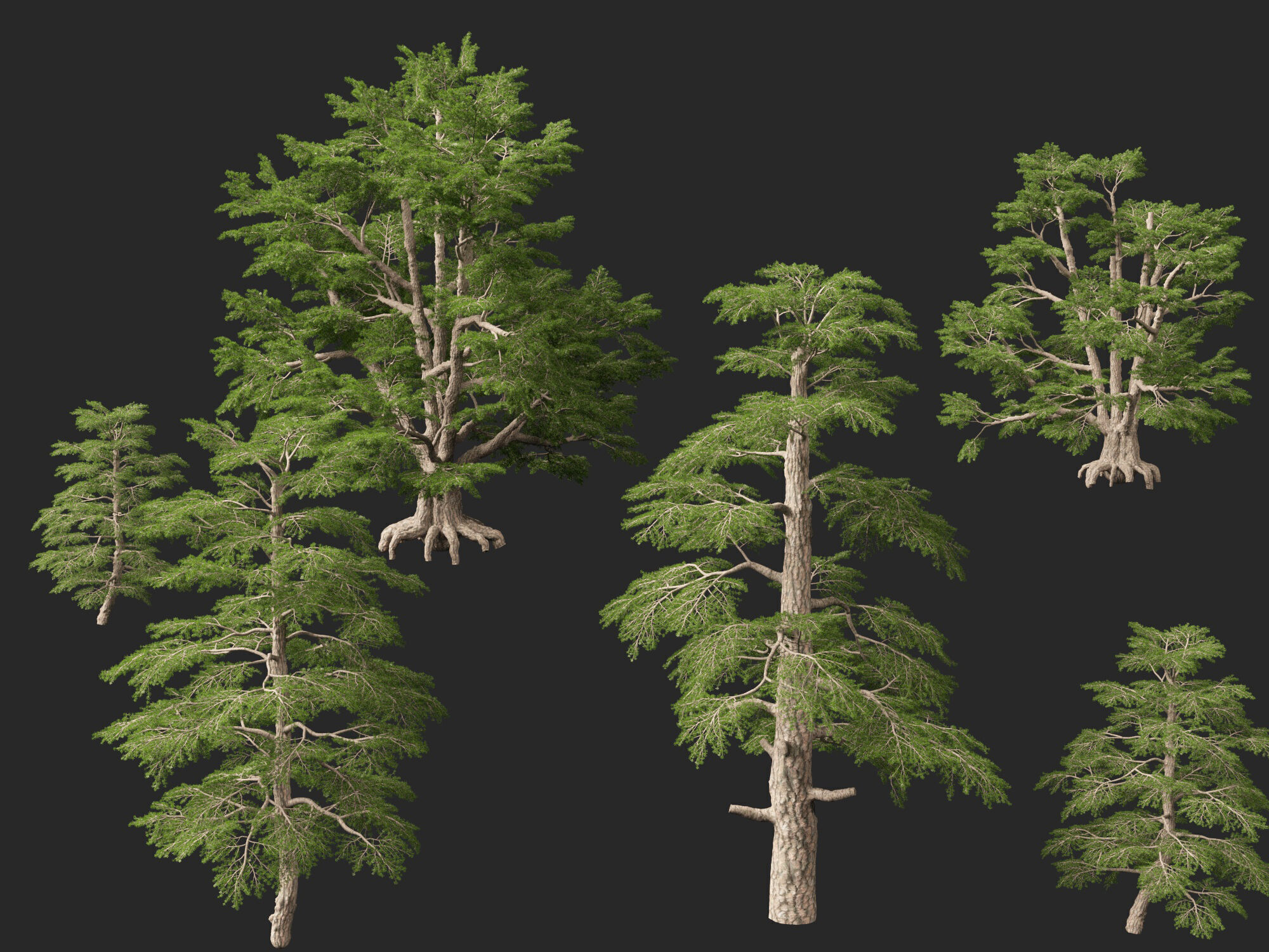 HighpolyLowPoly - Cedrus libani - Cedar of Lebanon Low-poly 3D model_2