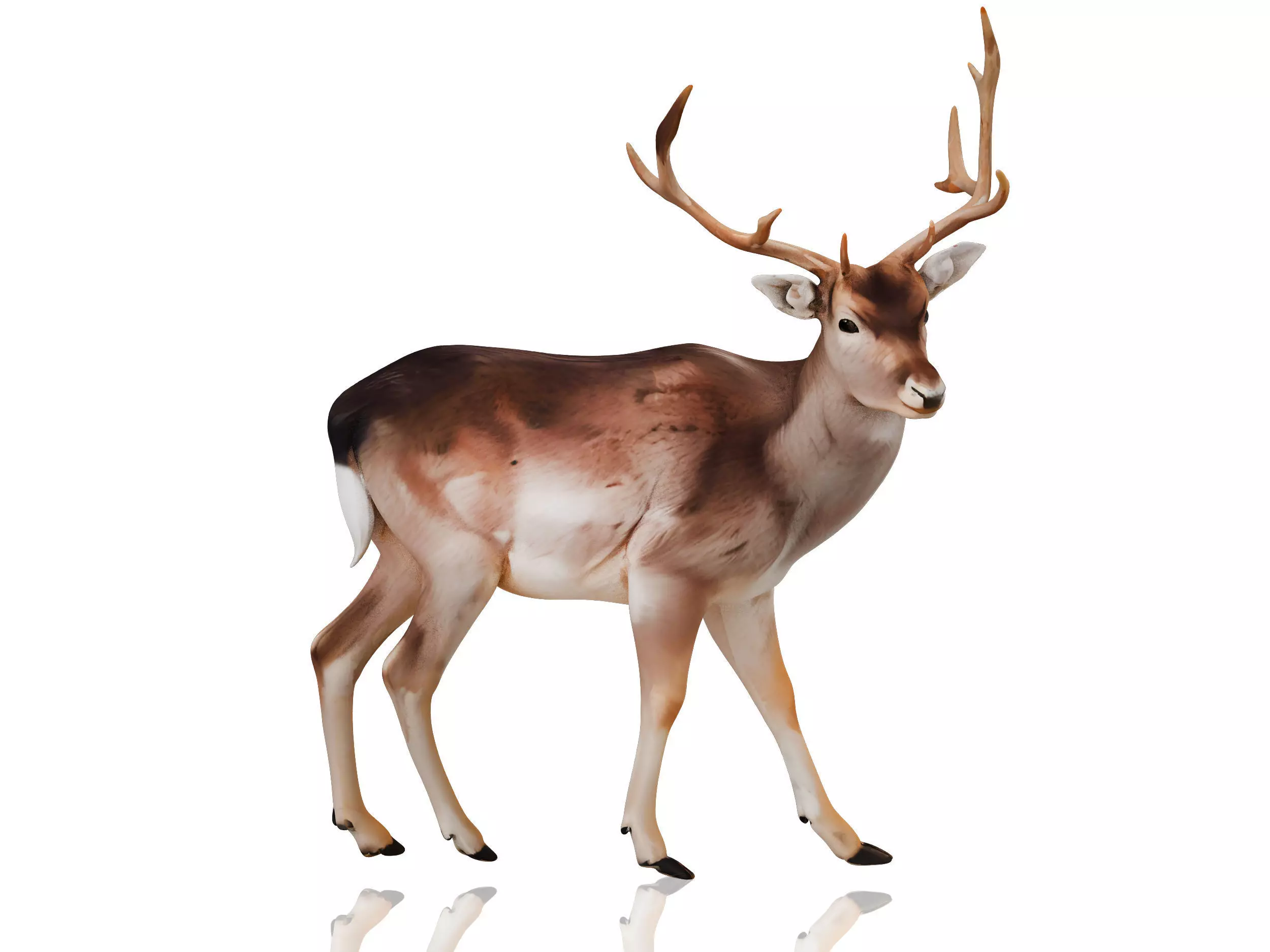 sika deer 3D model