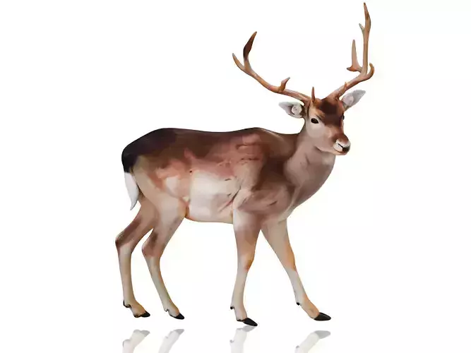 Sika deer 3D model