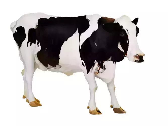 cattle 3D model