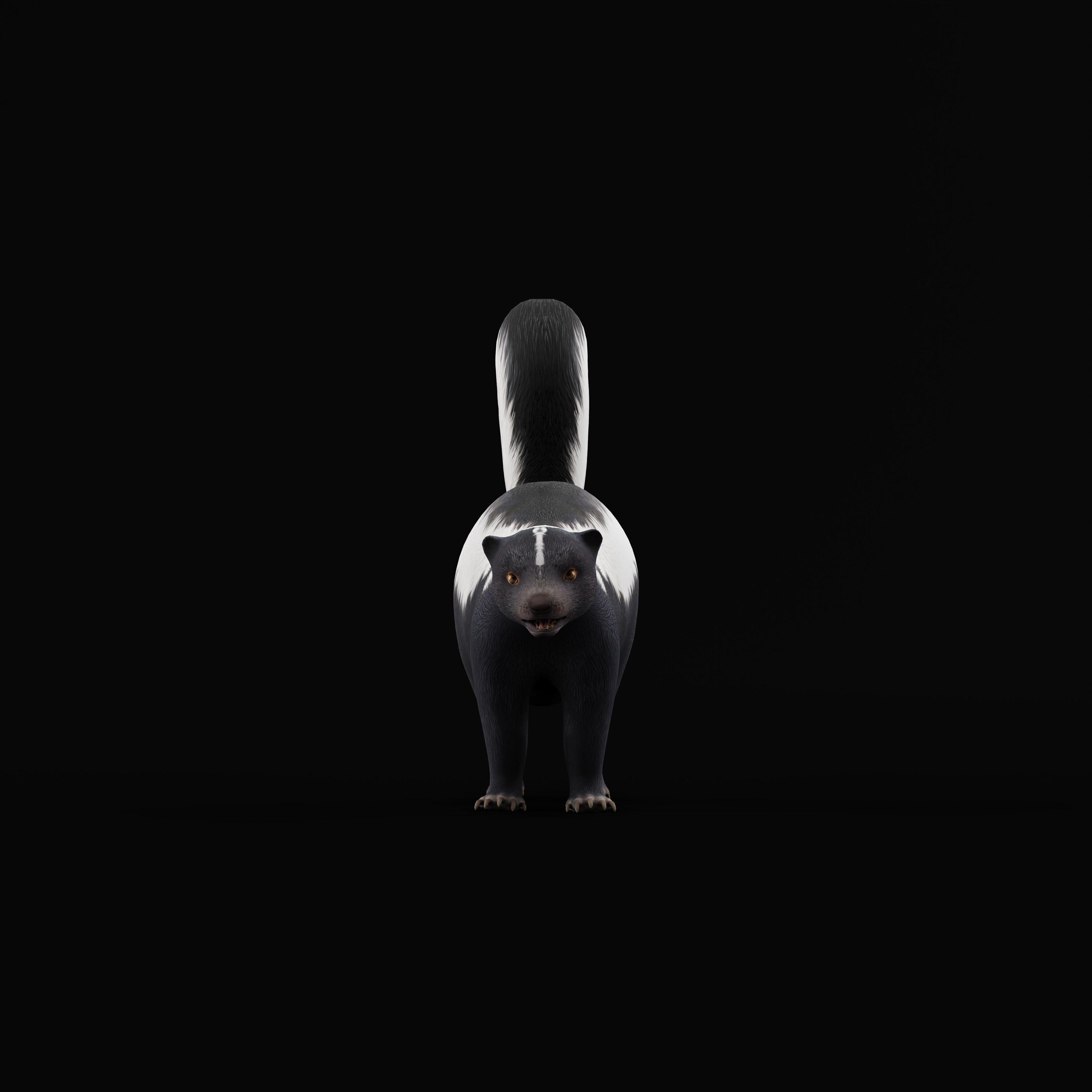 Striped Skunk Low-poly 3D model_43
