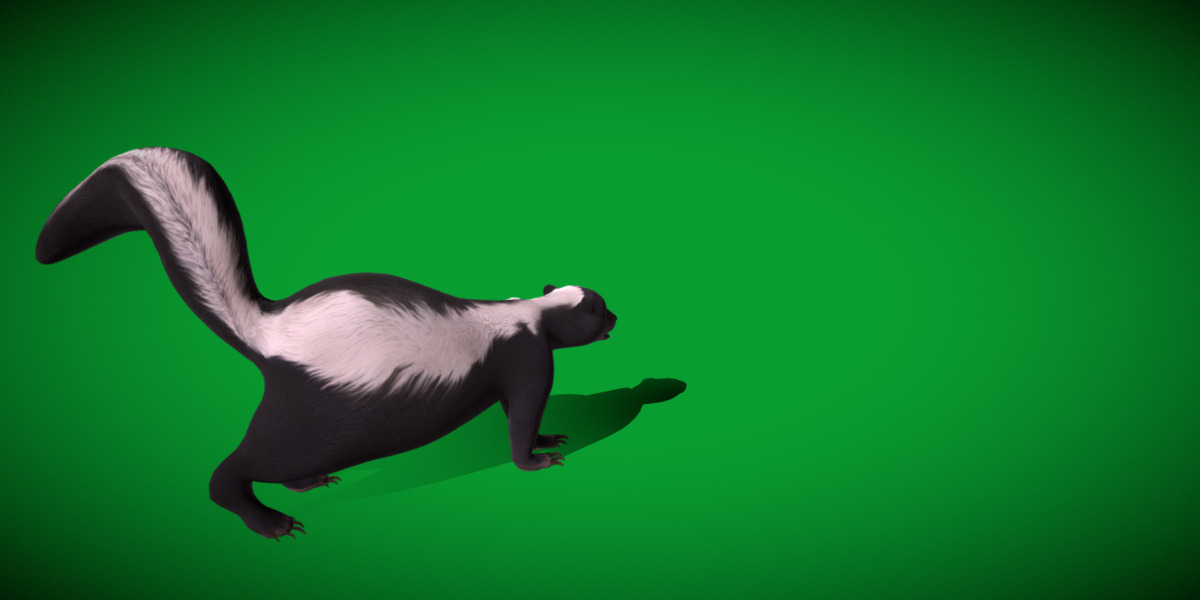 Striped Skunk Low-poly 3D model_36