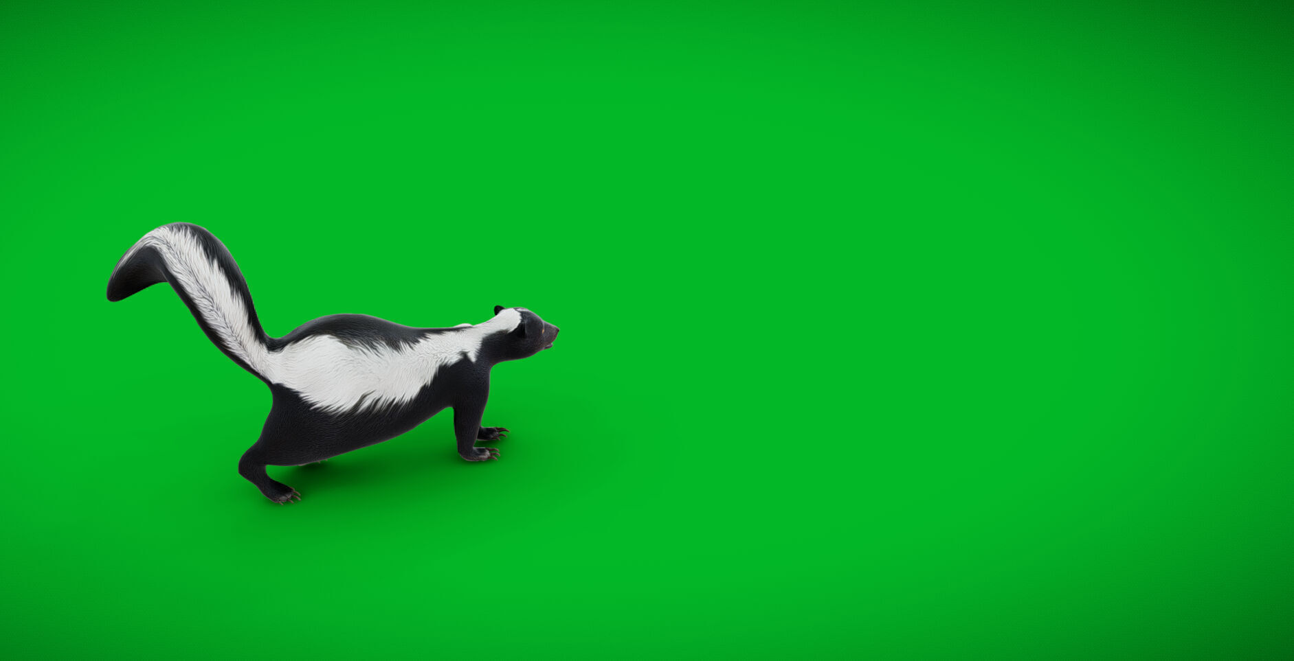 Striped Skunk Low-poly 3D model_3