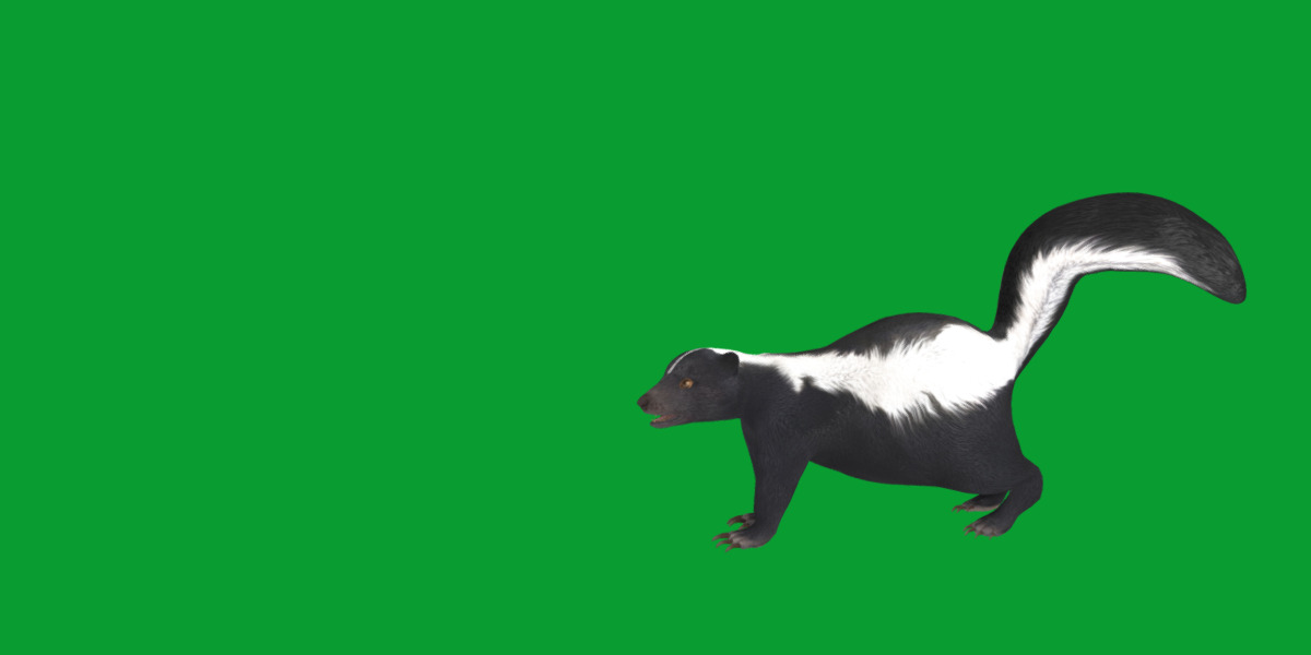 Striped Skunk Low-poly 3D model_27