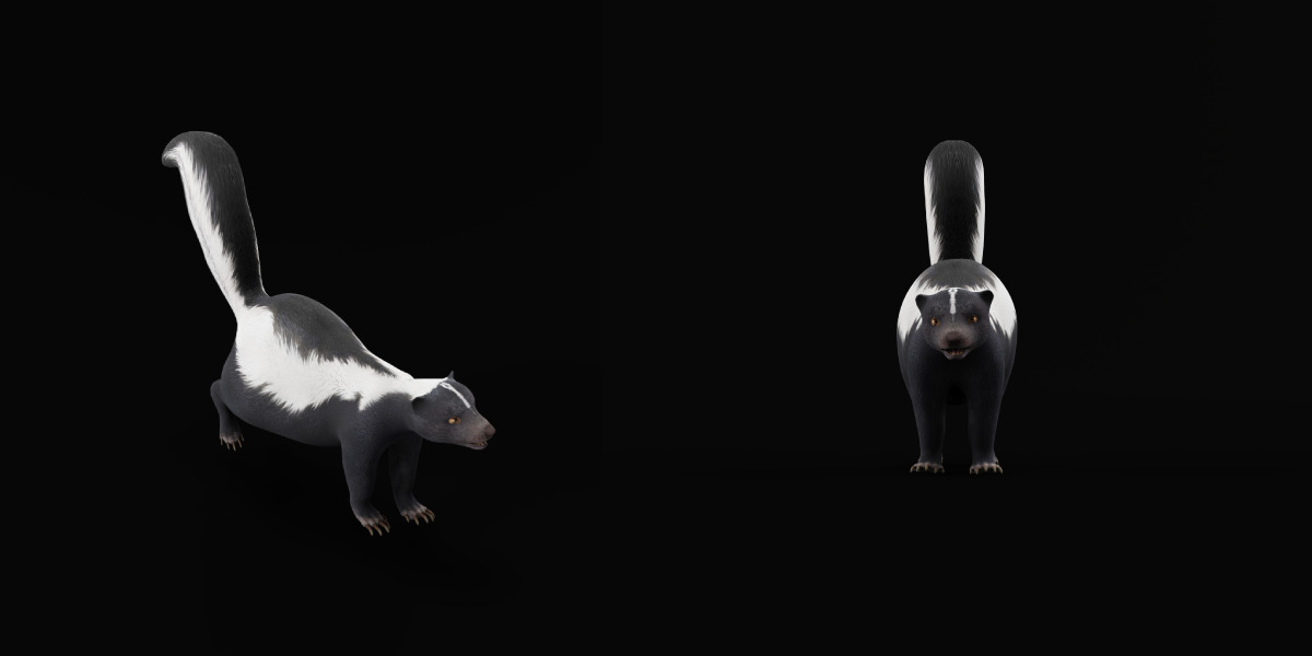 Striped Skunk Low-poly 3D model_14