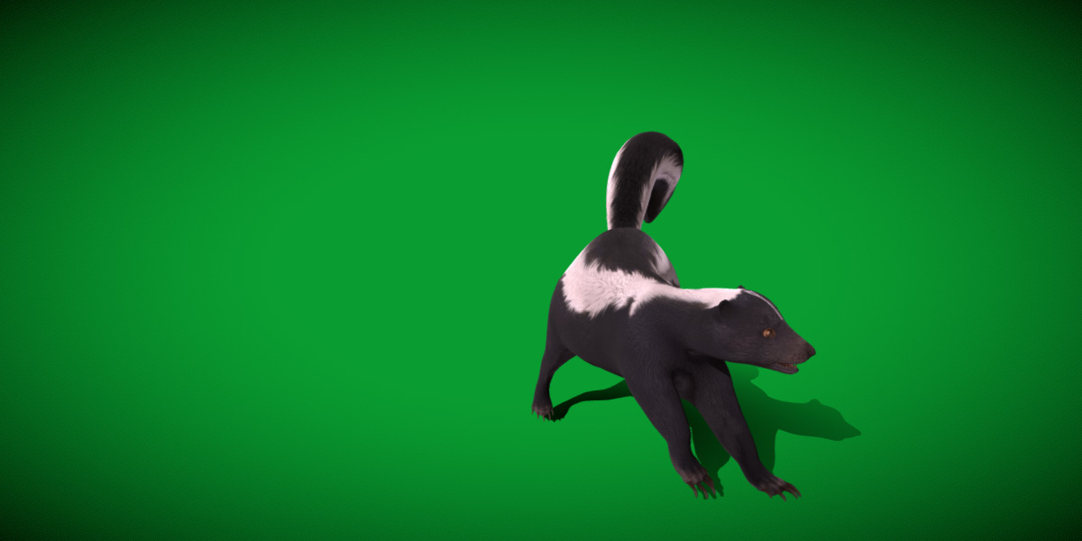 Striped Skunk Low-poly 3D model_34
