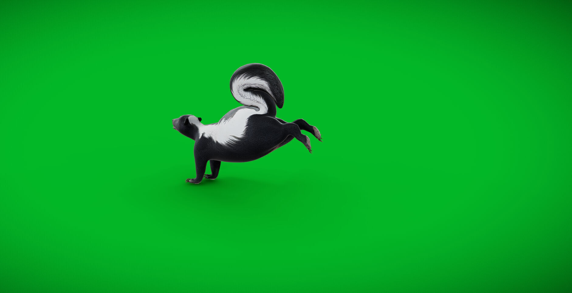 Striped Skunk Low-poly 3D model_4