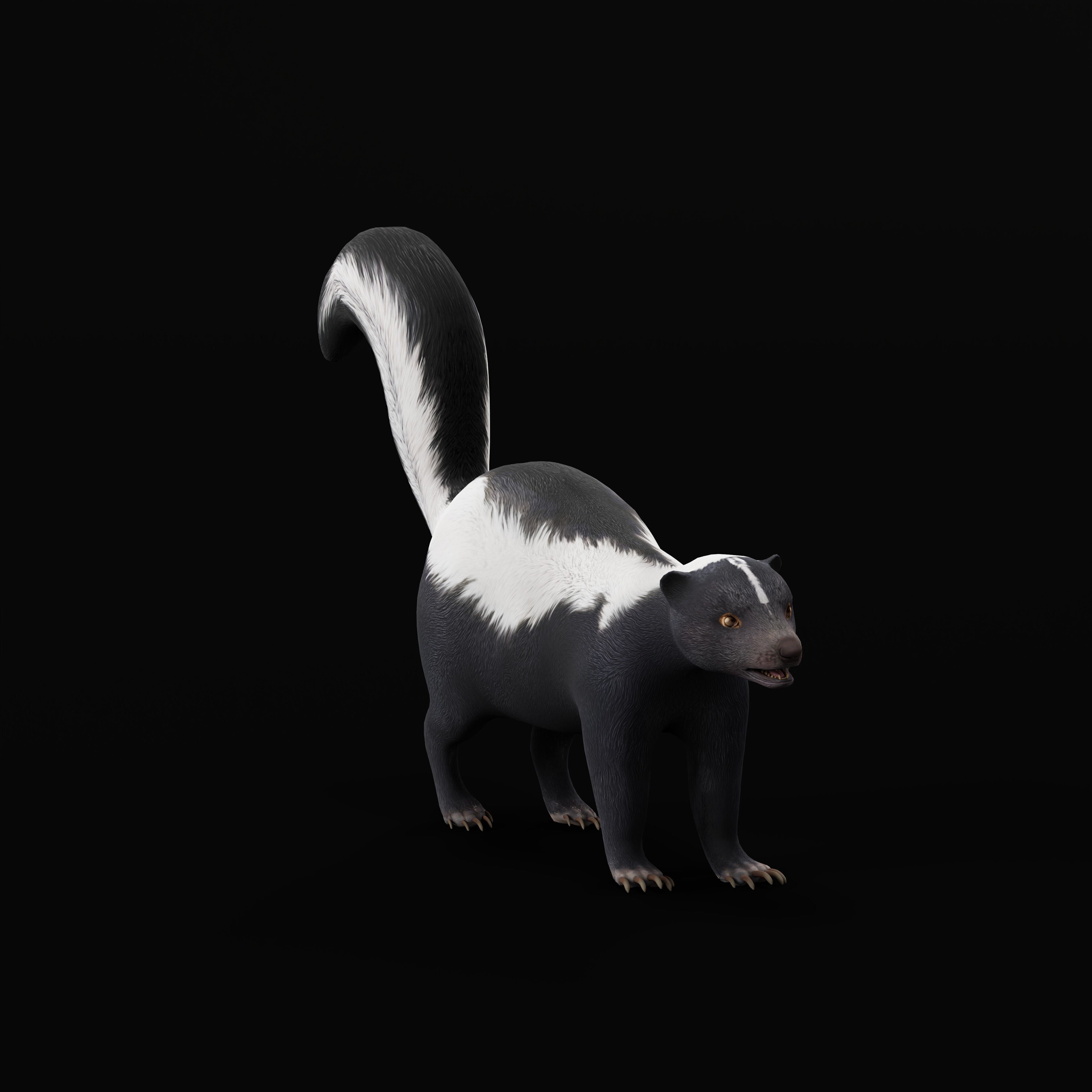 Striped Skunk Low-poly 3D model_42