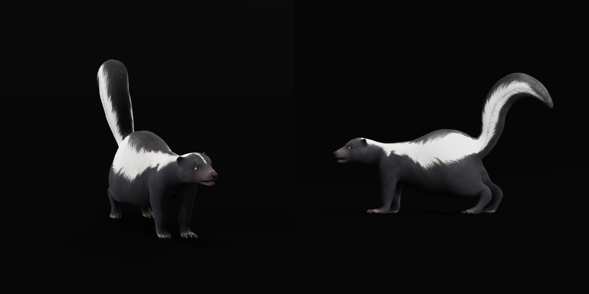 Striped Skunk Low-poly 3D model_5