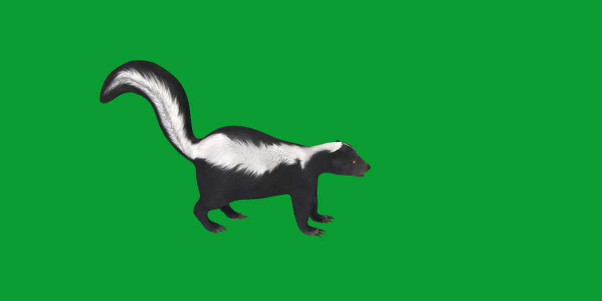 Striped Skunk Low-poly 3D model_11