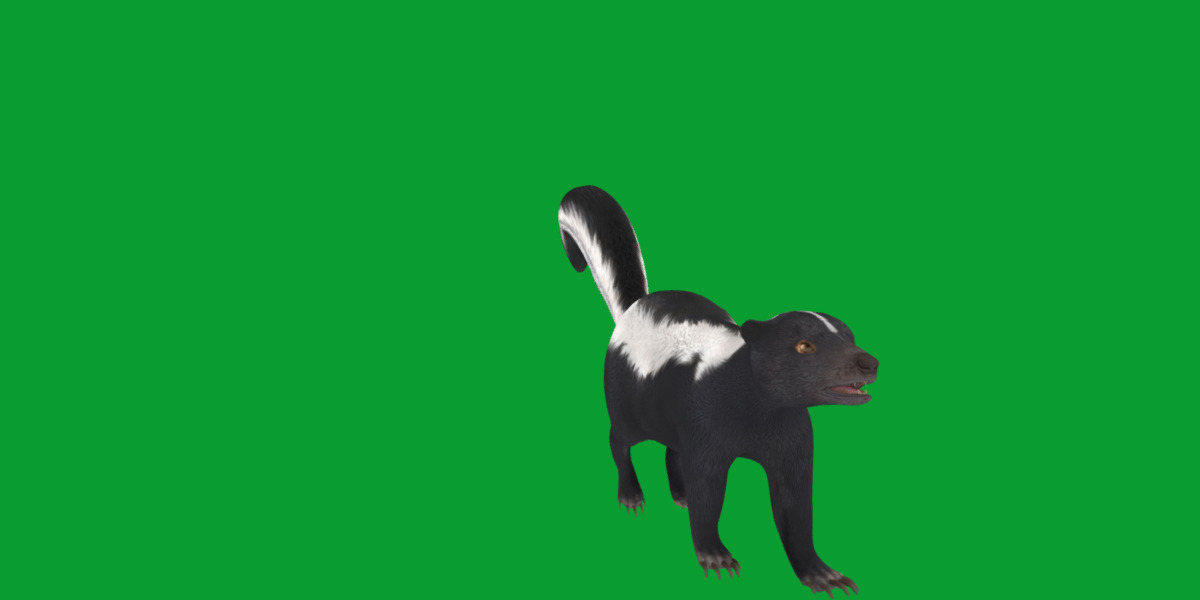 Striped Skunk Low-poly 3D model_30