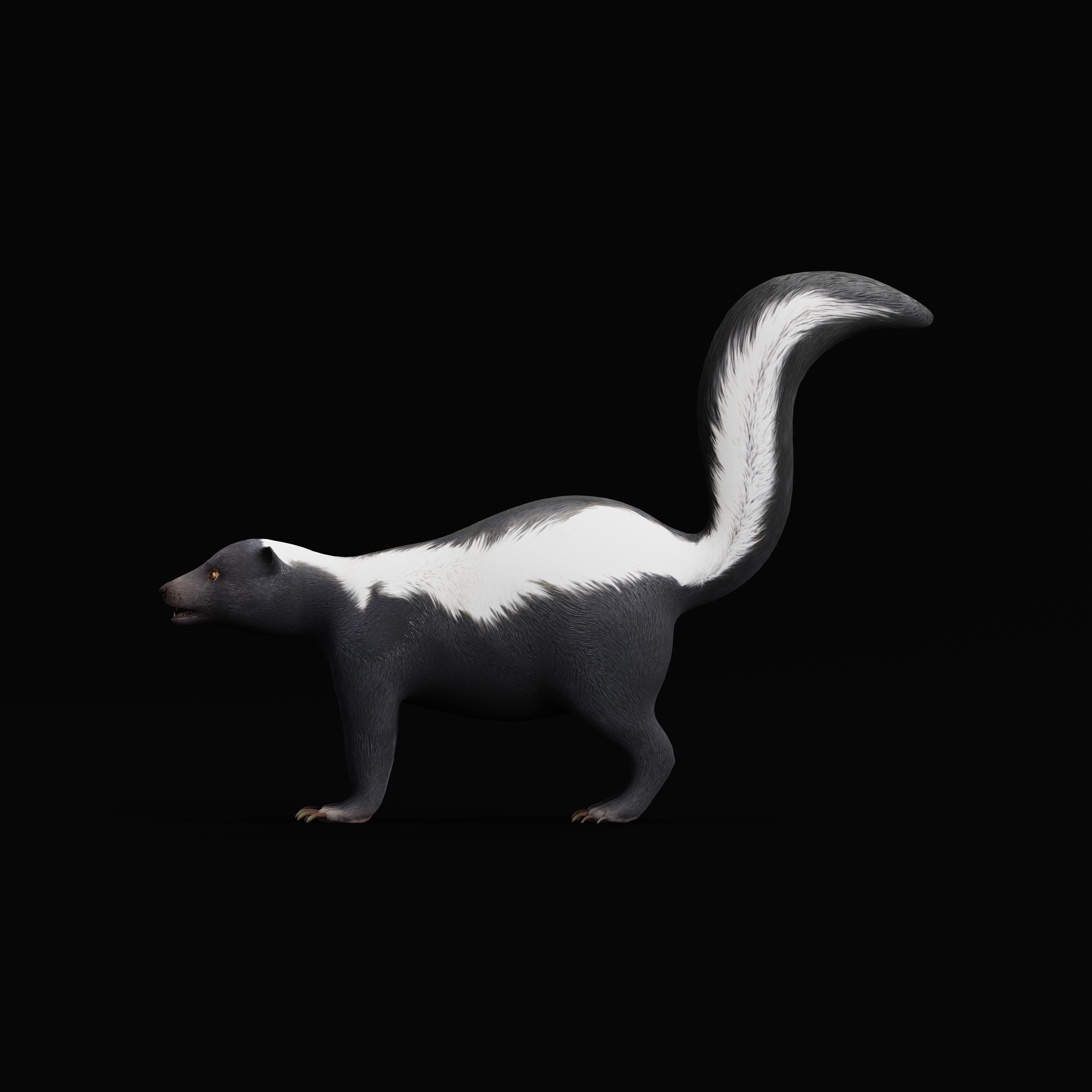 Striped Skunk Low-poly 3D model_38