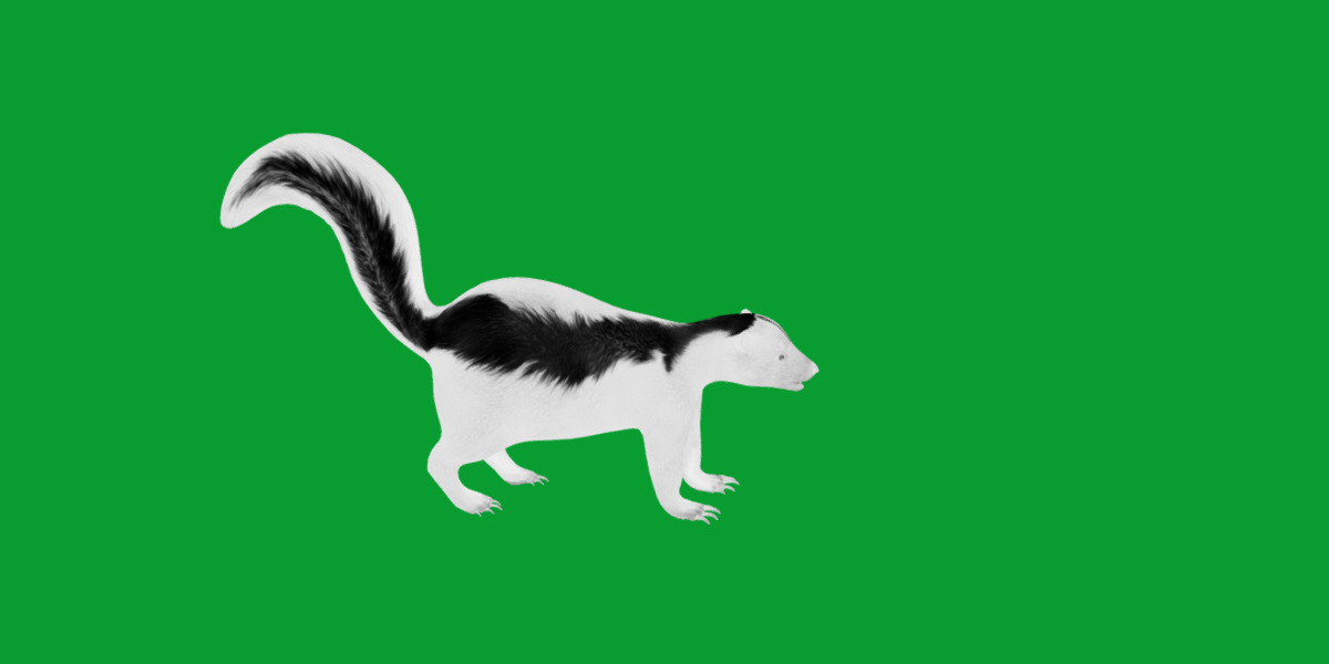 Striped Skunk Low-poly 3D model_13