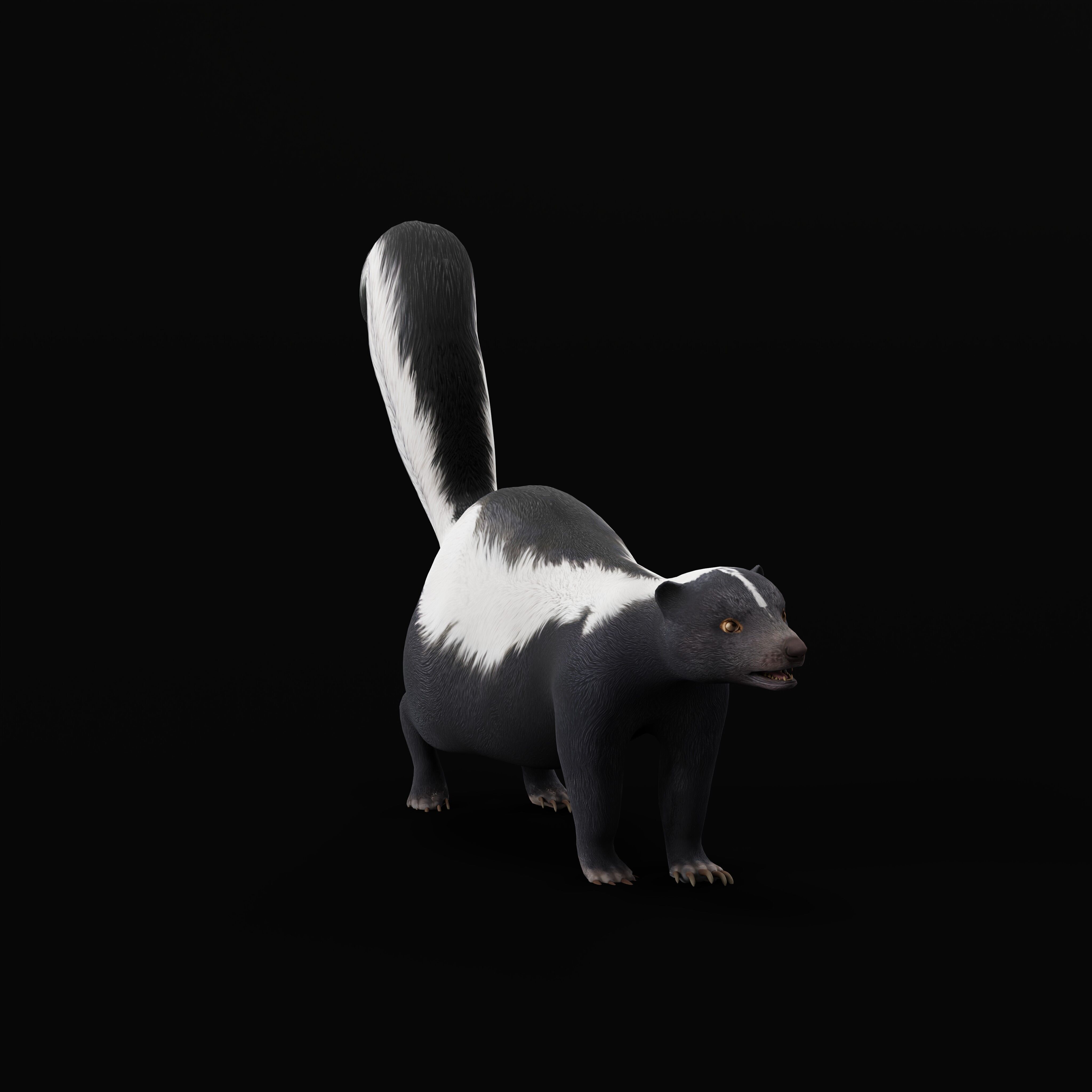 Striped Skunk Low-poly 3D model_40