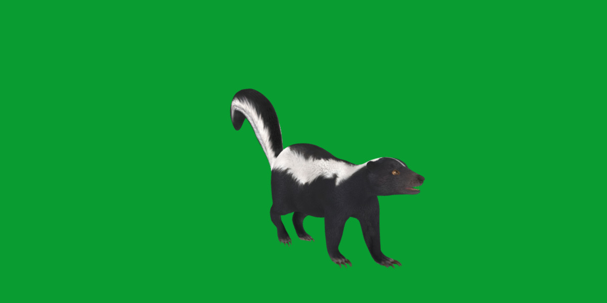 Striped Skunk Low-poly 3D model_32